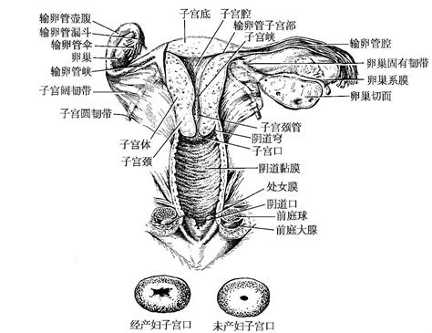 女人陰|女性生殖结构：